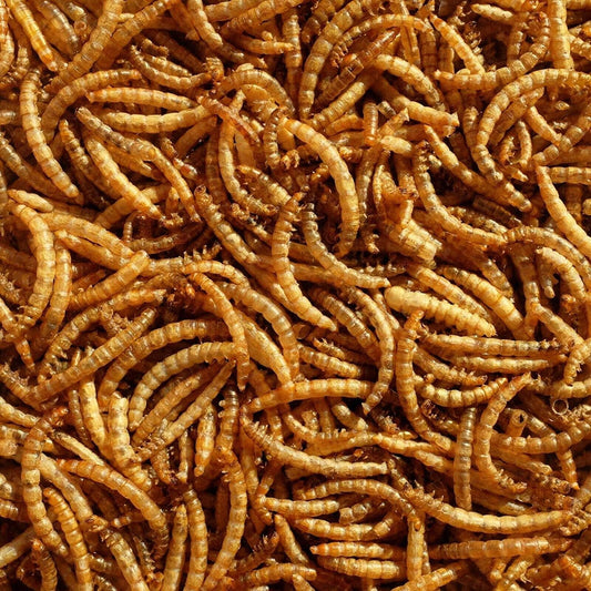 Dried Mealworms 5 litre Bag