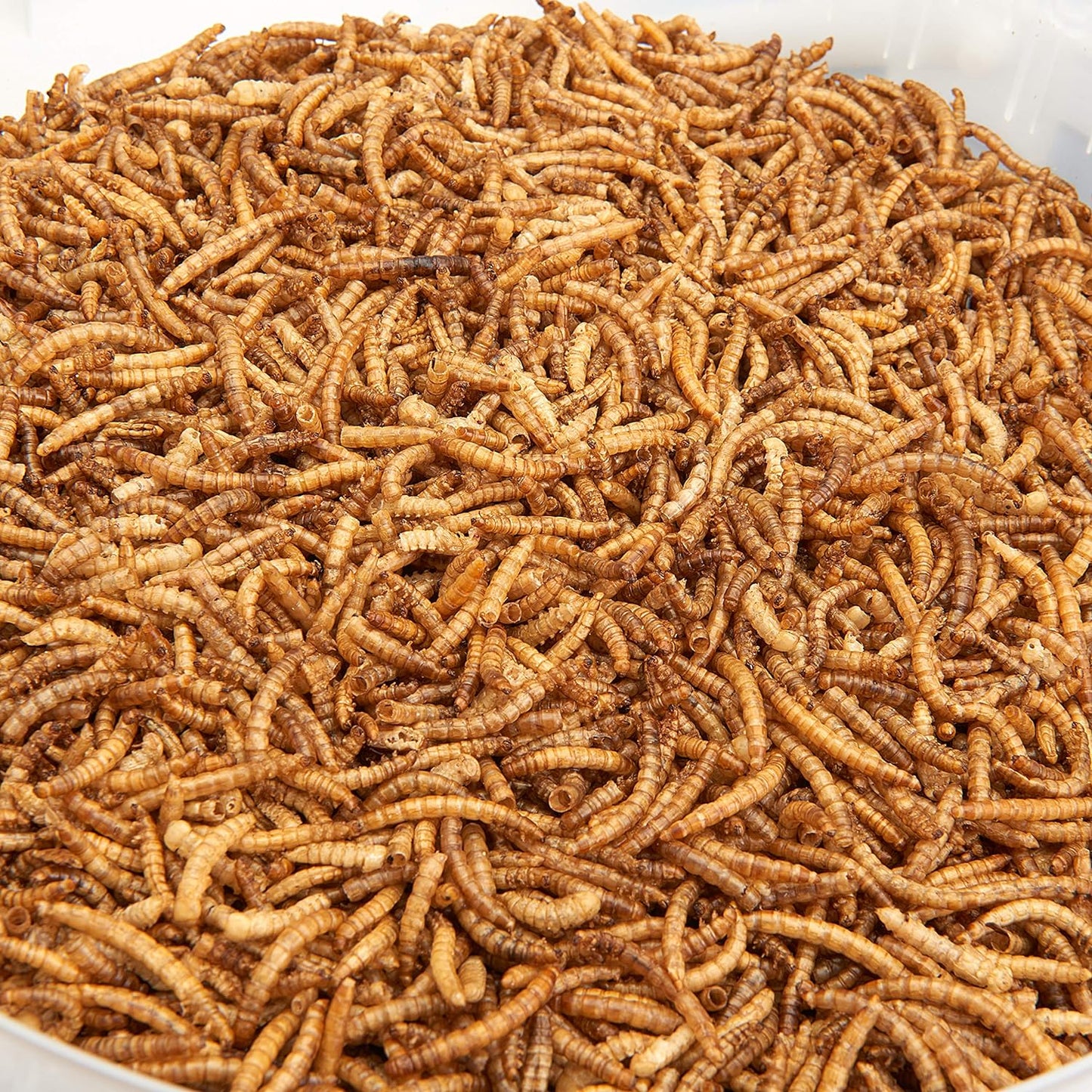 Dried Mealworms 10Litre Tub